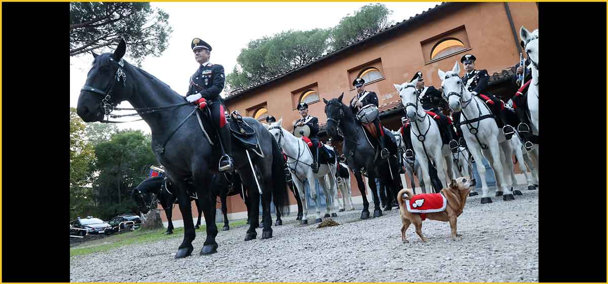 "Mi fa un baffo il gatto nero Festival” 2024: